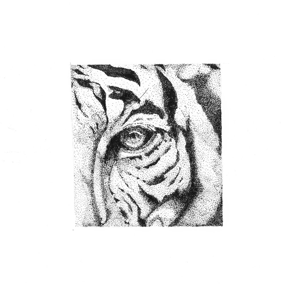 tiger eye tattoos 300｜TikTok Search
